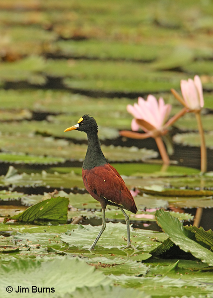 Northern Jacana and Water Lilies
