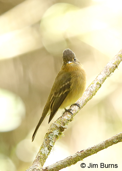 Ochraceous Pewee #2