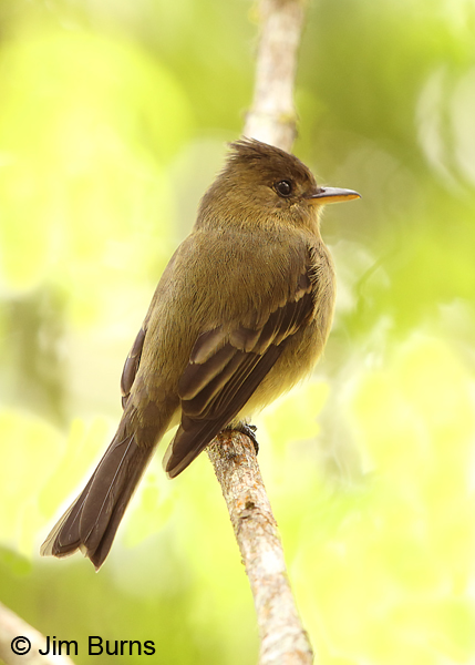 Ochraceous Pewee dorsal view
