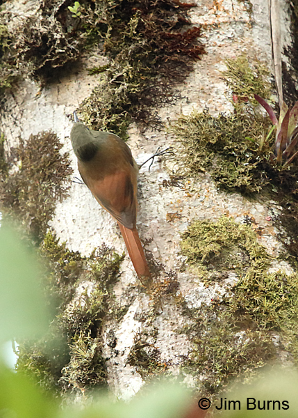Olivaceous Woodcreeper dorsal view