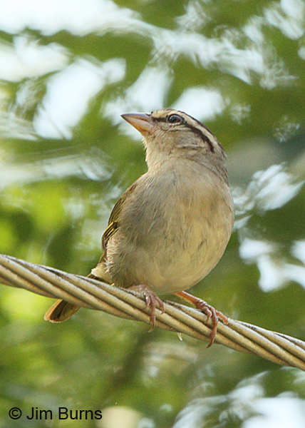 Olive Sparrow