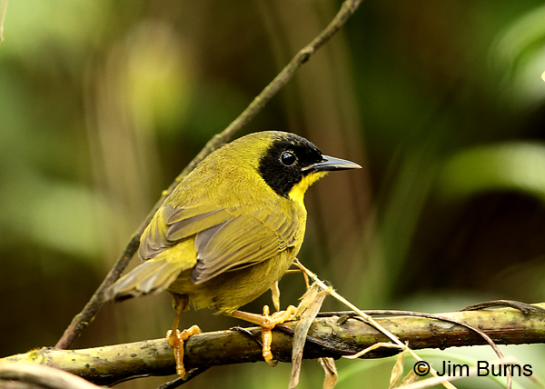 Olive-crowned Yellowthroat dorsal view