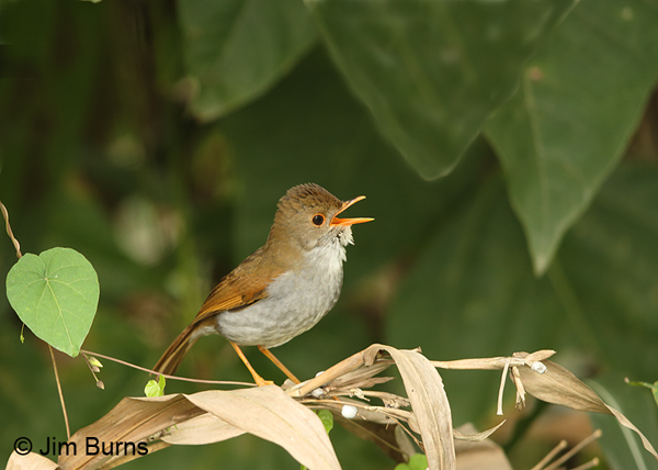 Orange-billed Nightingale-Thrush singing