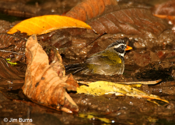 Orange-billed Sparrow bathing