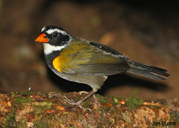 Orange-billed Sparrow