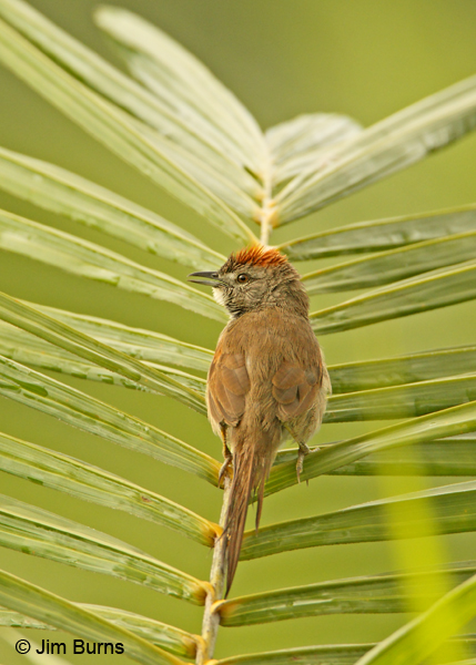 Pale-breasted Spinetail dorsal view