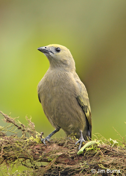 Palm Tanager ventral view