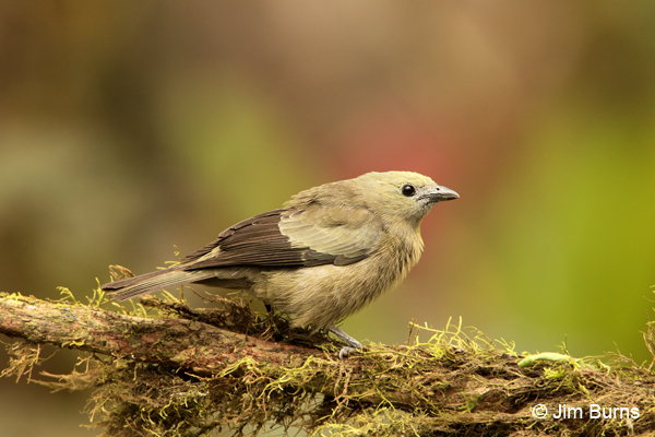 Palm Tanager on mossy branch