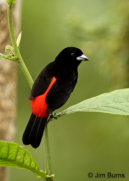 Passerini's Tanager male in leaves