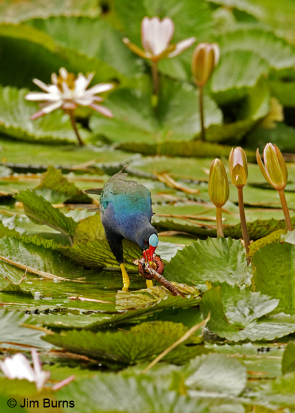 Purple Gallinule with nesting material
