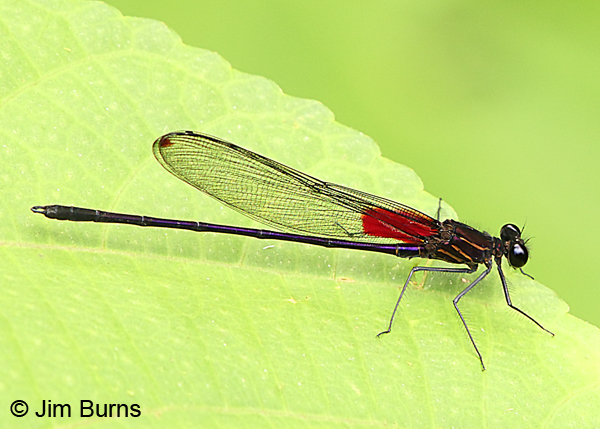 Purplish Rubyspot male, Rio Macho, CR, December 2018