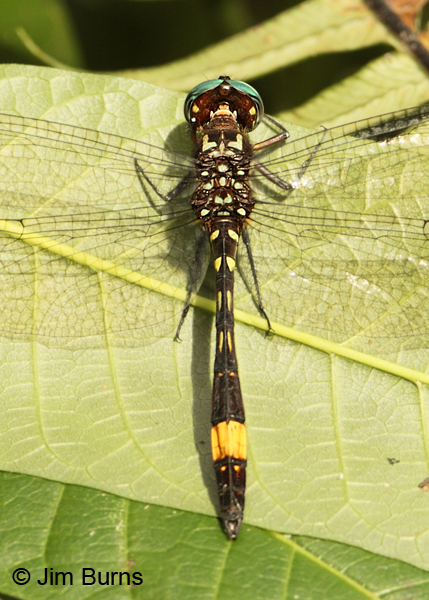 Amber-banded Clubskimmer male dorsal view, San Gerardo, CR, April 2012