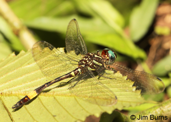 Amber-banded Clubskimmer male, San Gerardo, CR, April 2012