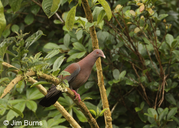 Red-billed Pigeon in forest