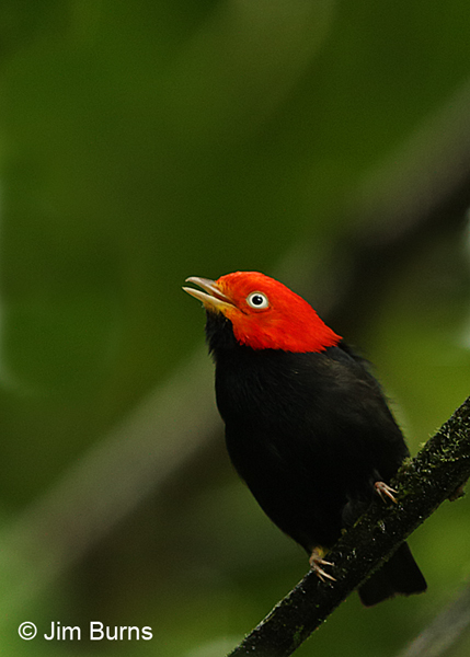 Red-capped Manakin male calling