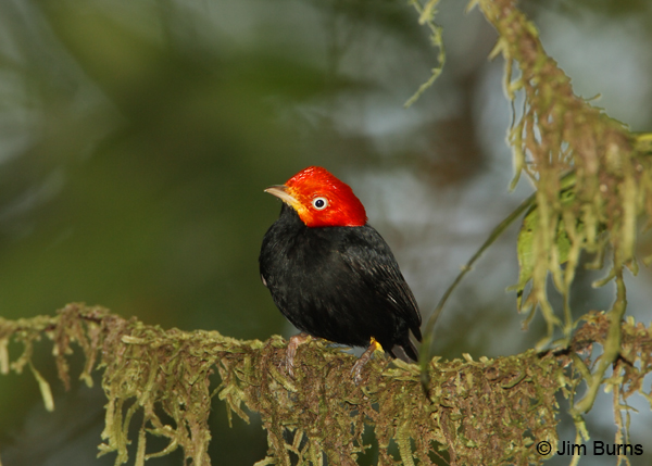 Red-capped Manakin male horizontal