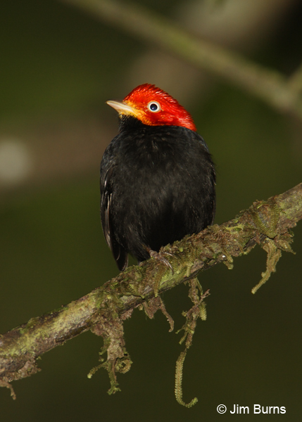 Red-capped Manakin male vertical