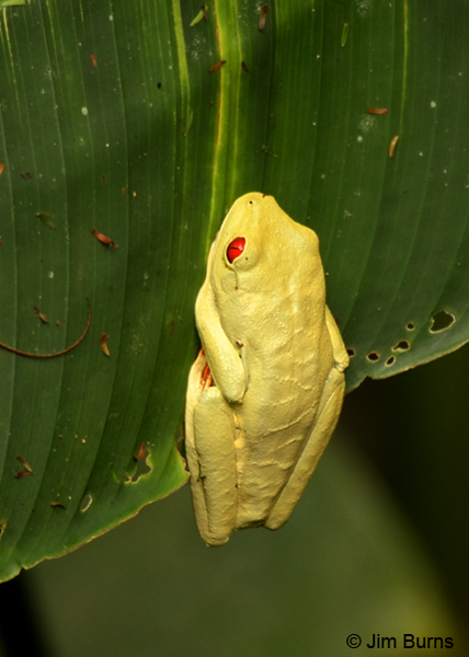 Red-eyed Tree Frog camouflage mode
