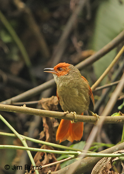 Red-faced Spinetail calling