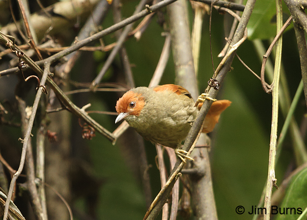 Red-faced Spinetail gleaning in branches
