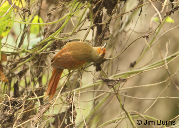 Red-faced Spinetail probing dead leaves