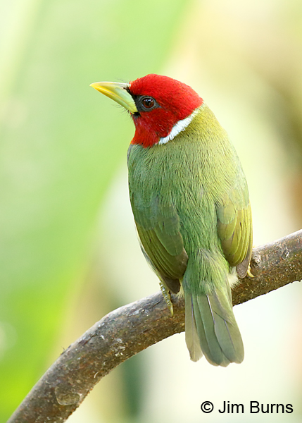 Red-headed Barbet male dorsal view
