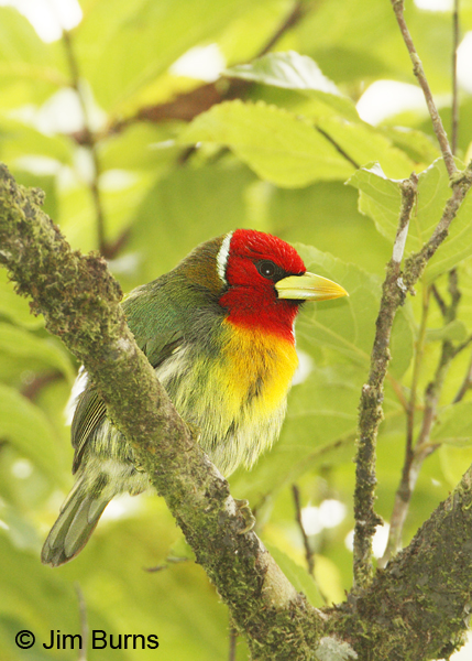 Red-headed Barbet male #2