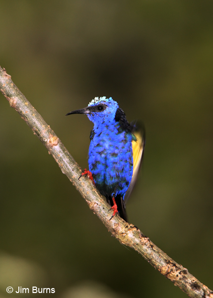 Red-legged Honeycreeper male showing yellow underwing