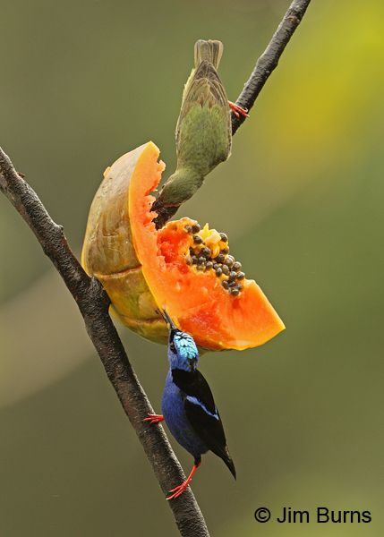 Red-legged Honeycreeper pair enjoying papaya