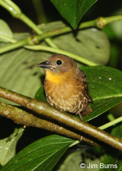 Red-throated Ant-Tanager female