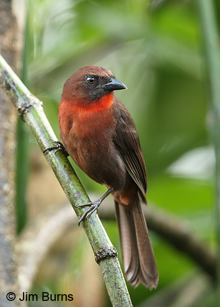 Red-throated Ant-Tanager male