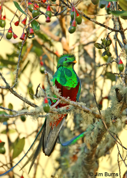 Resplendent Quetzal male in Aguacatillo