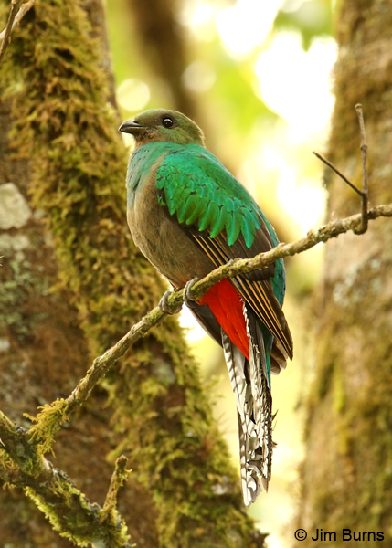 Resplendent Quetzal female