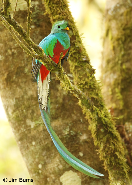 Resplendent Quetzal male ventral