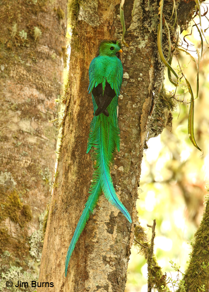 Resplendent Quetzal male at nest hole