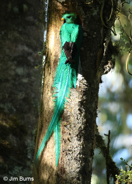 Resplendent Quetzal male in sunshaft