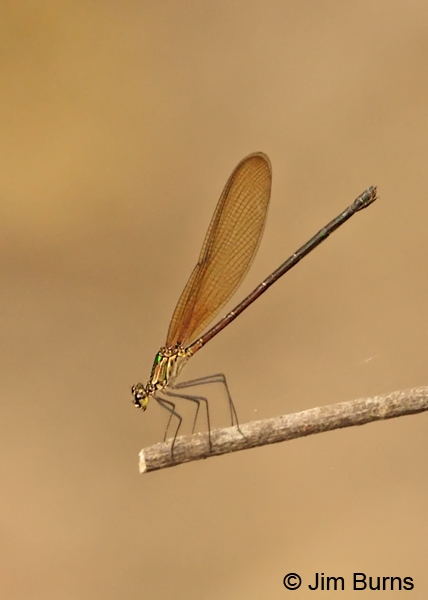 River Rubyspot female, Solimar, CR, December 2013