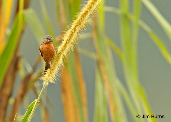 Ruddy-breasted Seedeater in habitat