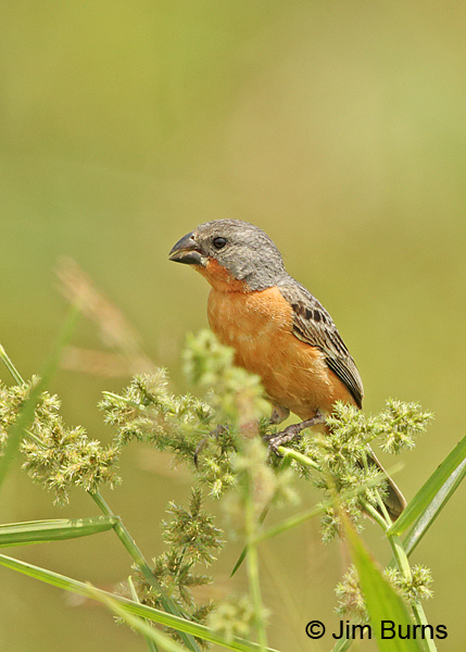 Ruddy-breasted Seedeater