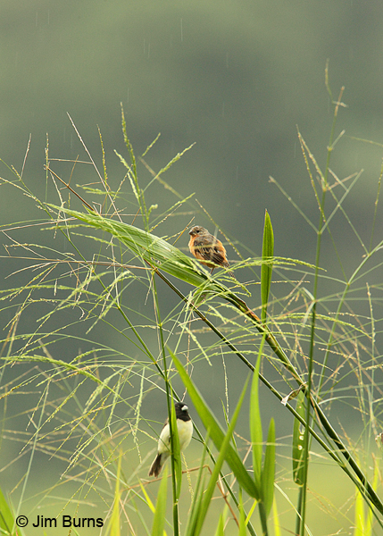 Ruddy-breasted Seedeater (top) and Yellow-bellied Seedeater