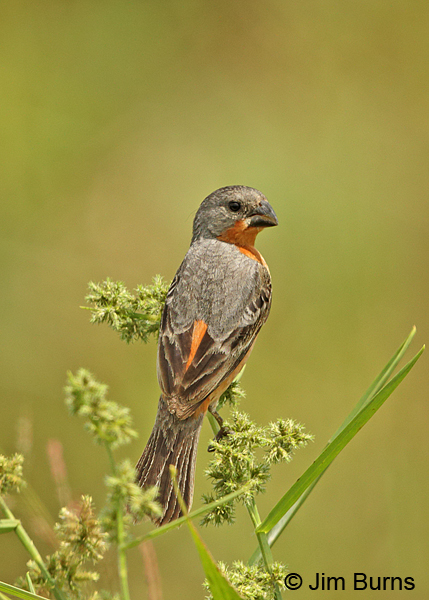 Ruddy-breasted Seedeater dorsal view