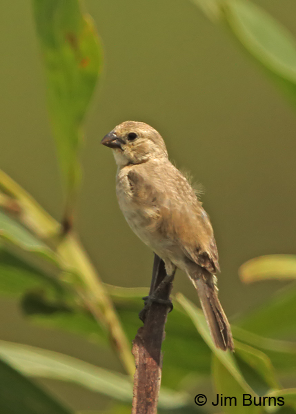 Ruddy-breasted Seedeater juvenile