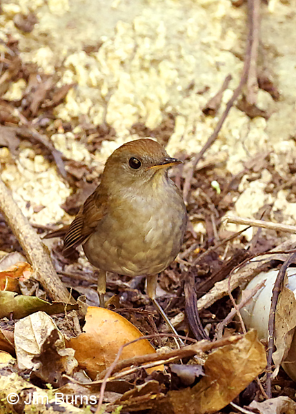 Ruddy-capped Nightingale Thrush ventral view