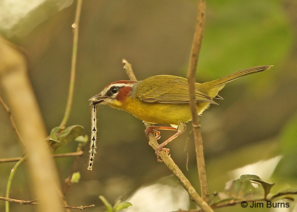 Rufous-capped Warbler with caterpillar