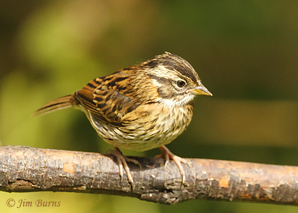 Rufous-collared Sparrow juvenile--5654