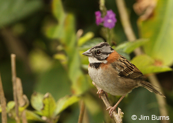 Rufous-collared Sparrow in Verbena