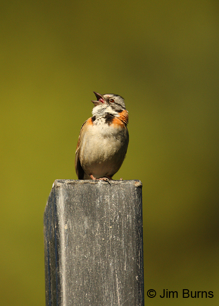 Rufous-collared Sparrow singing