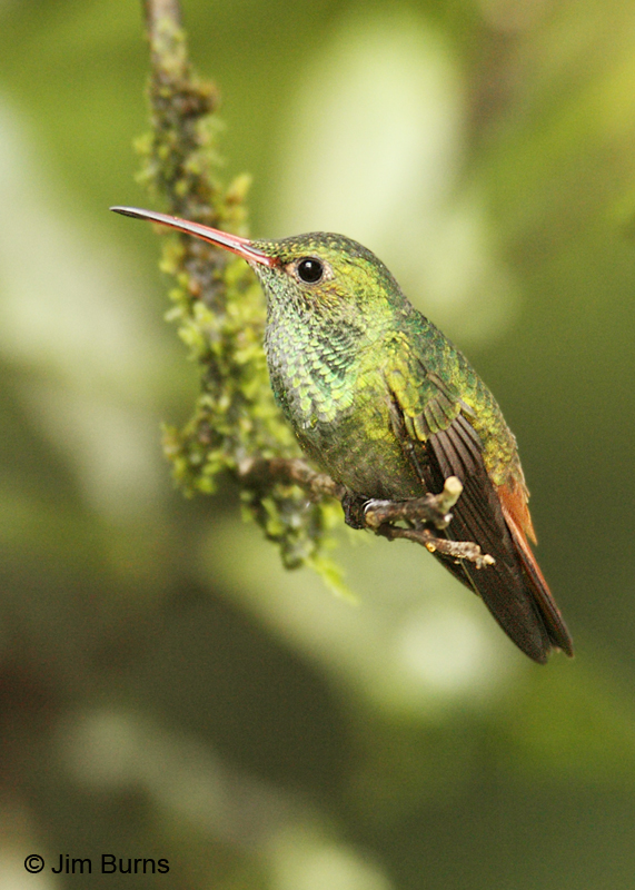 Rufous-tailed Hummingbird male