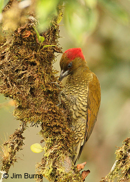 Rufous-winged Woodpecker female at work