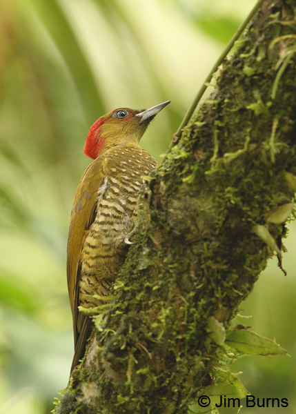 Rufous-winged Woodpecker female ventral view